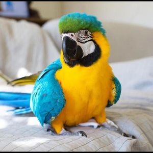 Meet your Posher, Bao duy